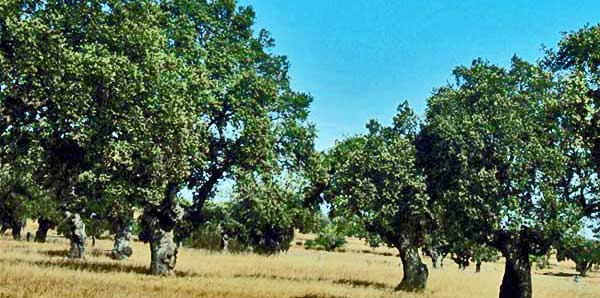 dehesa